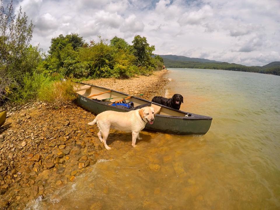 Happy Campers Cameron Mountain Labradors