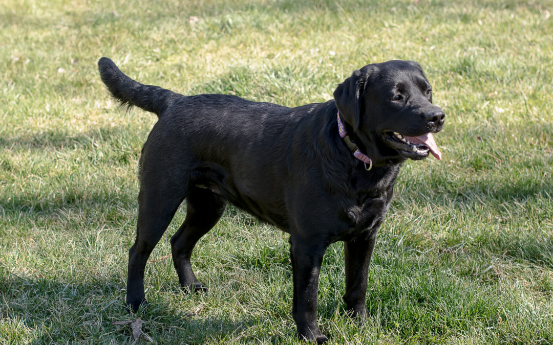 English Labrador vs. American Labrador, So What’s the the Difference?